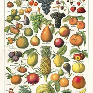 Poster les fruits